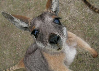 baby_kangaroo.jpg
